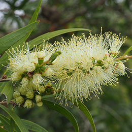 Callistemon salignus, Melaleuca salicina